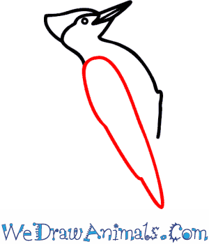 300x350 How To Draw A Woodpecker - Woodpecker Drawing