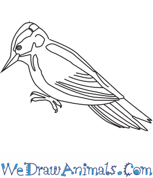 300x350 How To Draw A Ufeffdowny Woodpecker - Woodpecker Drawing
