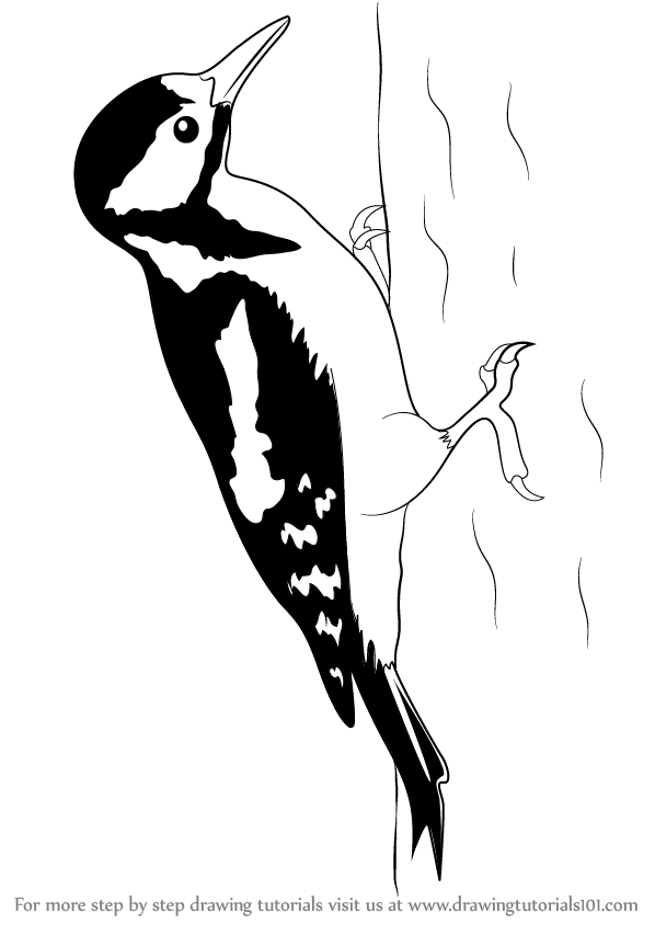 598x844 Learn How To Draw A Great Spotted Woodpecker - Woodpecker Drawing
