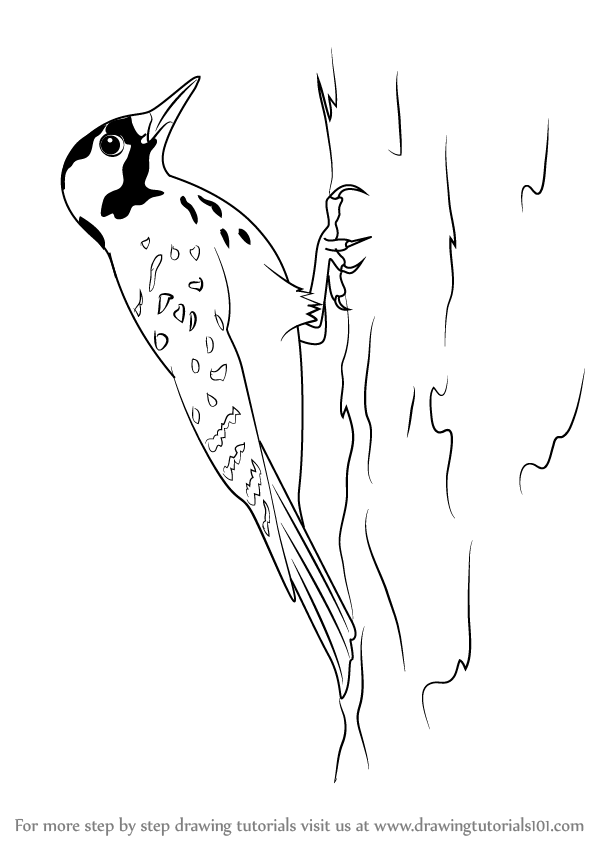 597x845 Learn How To Draw A Red Cockaded Woodpecker - Woodpecker Drawing