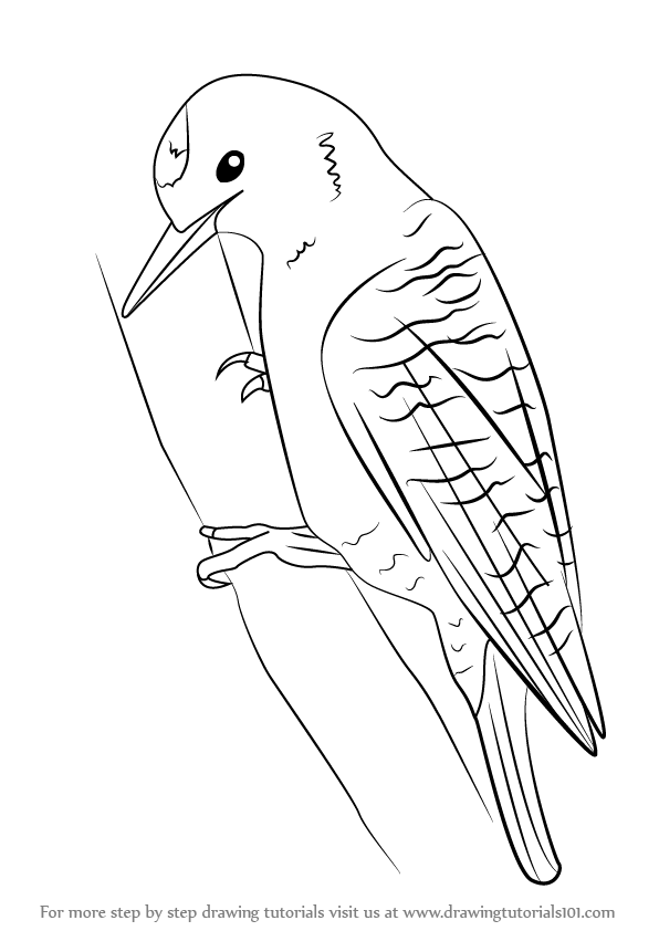 596x842 Learn How To Draw A Woodpecker - Woodpecker Drawing