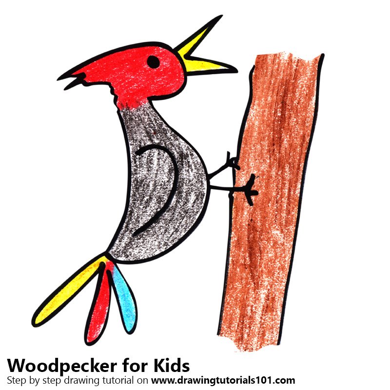 800x800 Learn How To Draw A Woodpecker For Kids - Woodpecker Drawing