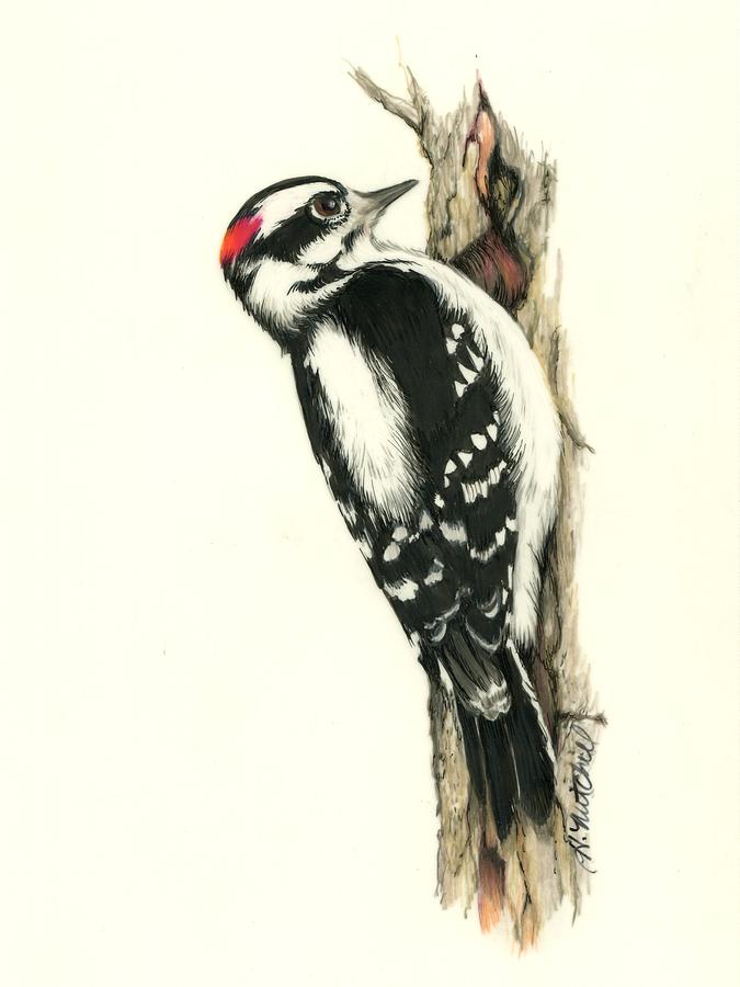 675x900 Downy Woodpecker Drawing - Woodpecker Drawing