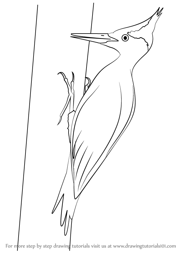 598x844 Learn How To Draw An Imperial Woodpecker - Woodpecker Drawing