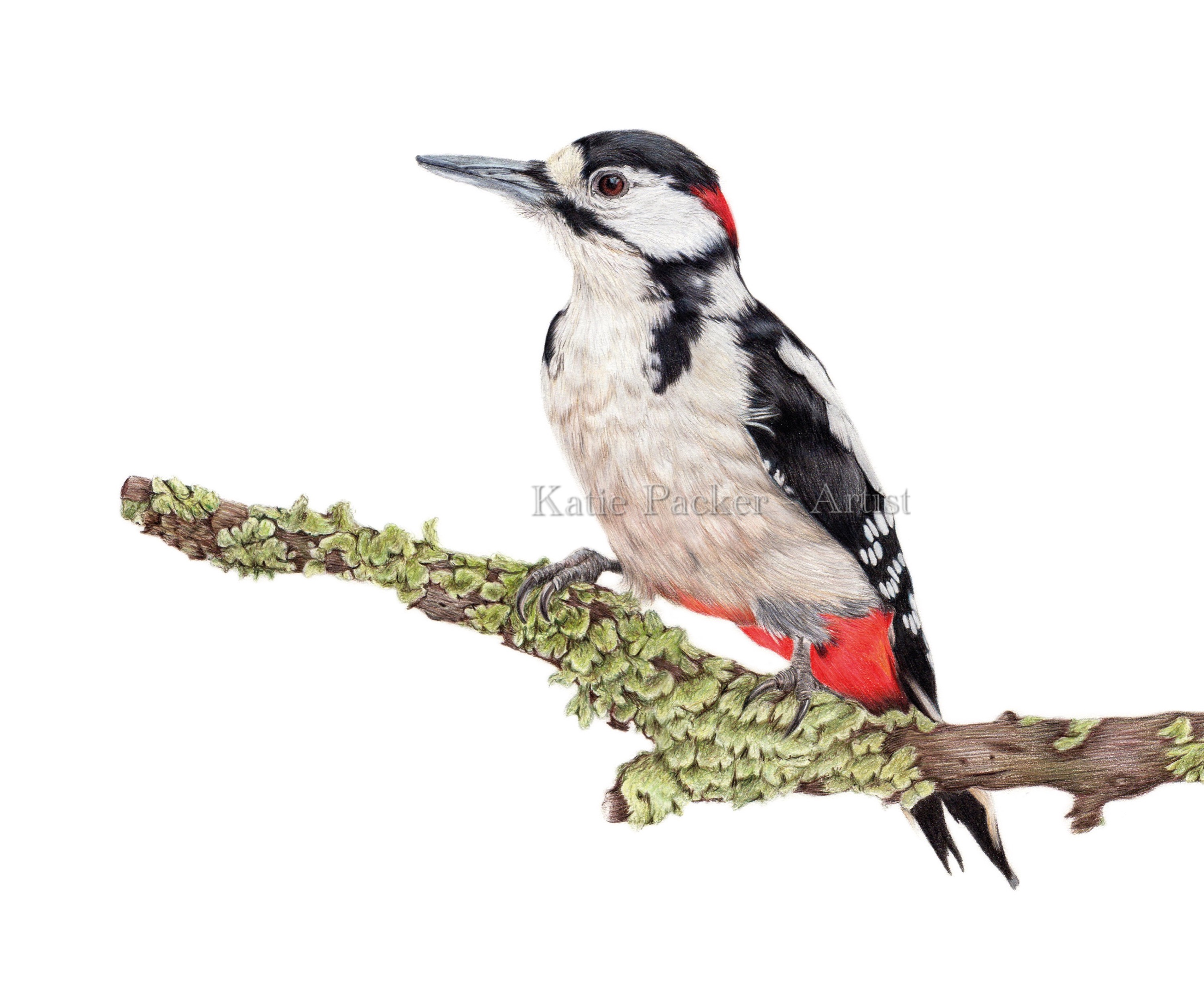 3001x2480 original woodpecker drawing katie packer artist - Woodpecker Drawing