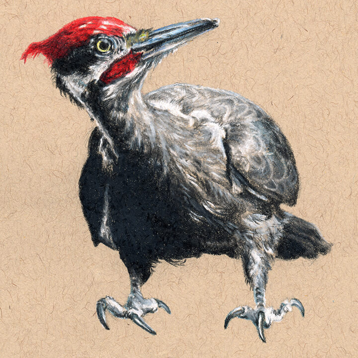 720x720 Pileated Woodpecker - Woodpecker Drawing