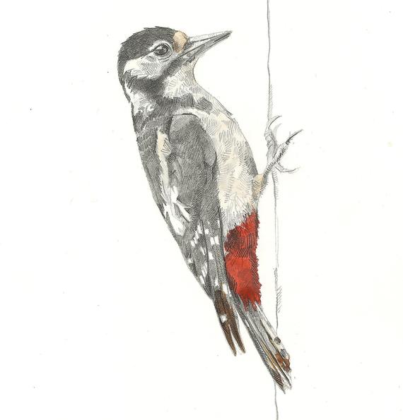 Woodpecker Drawing at PaintingValley.com | Explore collection of