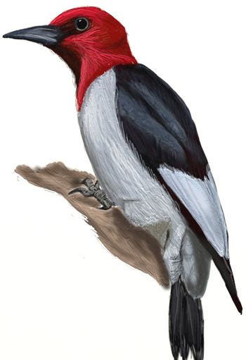 350x511 Woodpecker Drawing - Woodpecker Drawing