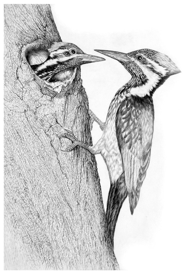 752x1063 Woodpecker Drawing Beautiful Art Drawing Skill - Woodpecker Drawing