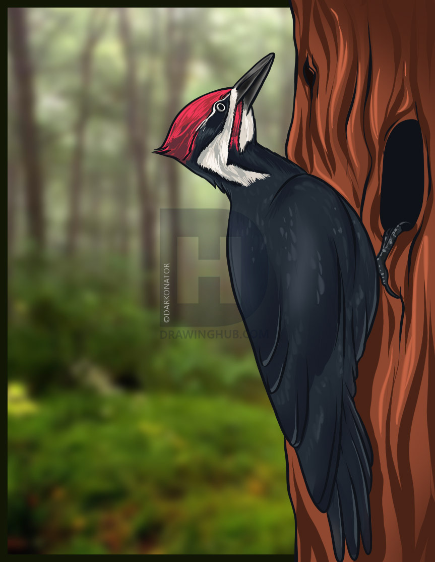 863x1114 How To Draw A Woodpecker, Step - Woodpecker Drawing