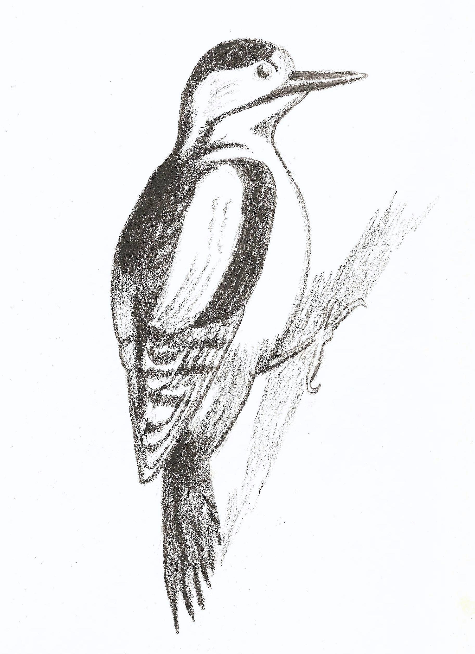 Woodpecker Drawing at PaintingValley.com | Explore collection of ...