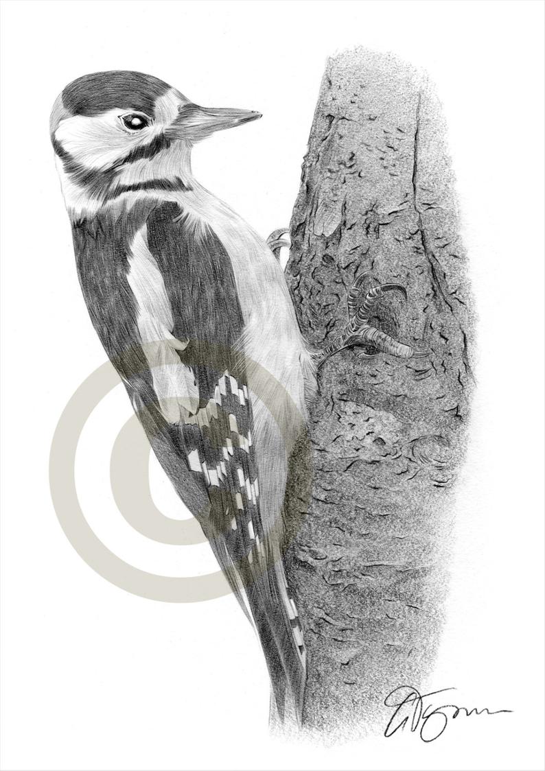 794x1124 Woodpecker Great Spotted Bird Art Pencil Drawing Print Etsy - Woodpecker Drawing