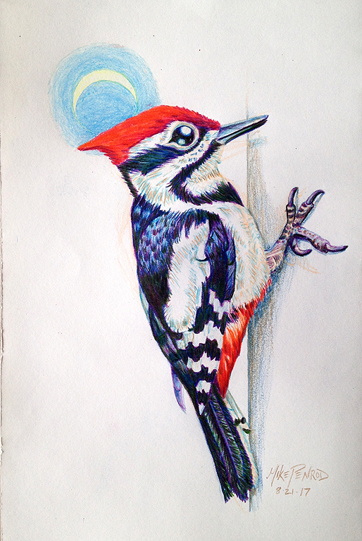 514x768 Drawing Woodpecker Mike Penrod - Woodpecker Drawing