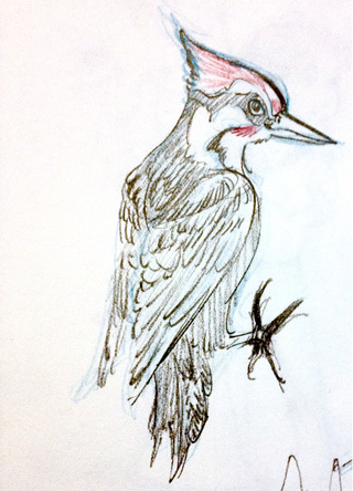 320x444 Woodpecker Drawings On Paigeeworld Pictures Of Woodpecker - Woodpecker Drawing