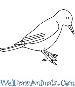 300x350 How To Draw A Great Spotted Woodpecker - Woodpecker Drawing