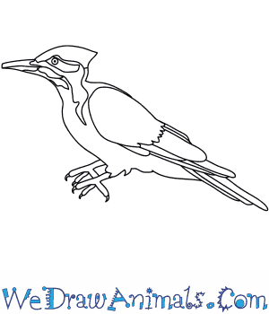 300x350 How To Draw A Pileated Woodpecker - Woodpecker Drawing
