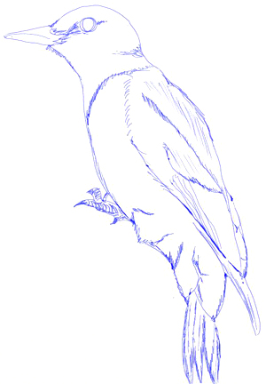 300x432 How To Draw A Woodpecker - Woodpecker Drawing