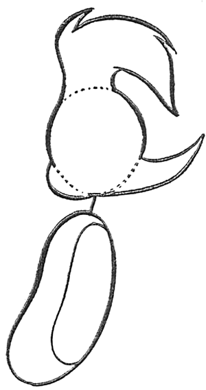 300x566 how to draw woody woodpecker with easy step - Woody Woodpecker Drawing