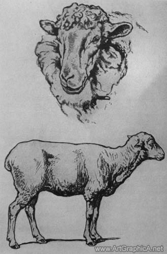 329x500 how to draw sheep - Wool Drawing