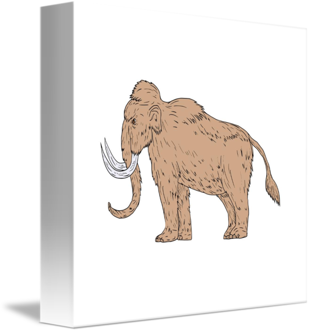 606x650 woolly mammoth side drawing - Woolly Mammoth Drawing