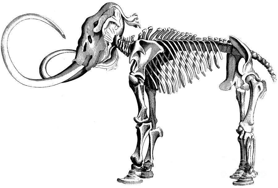 900x608 woolly mammoth skeleton drawing - Woolly Mammoth Drawing