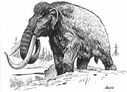 413x300 Woolly Mammoths, Mastodons - Woolly Mammoth Drawing