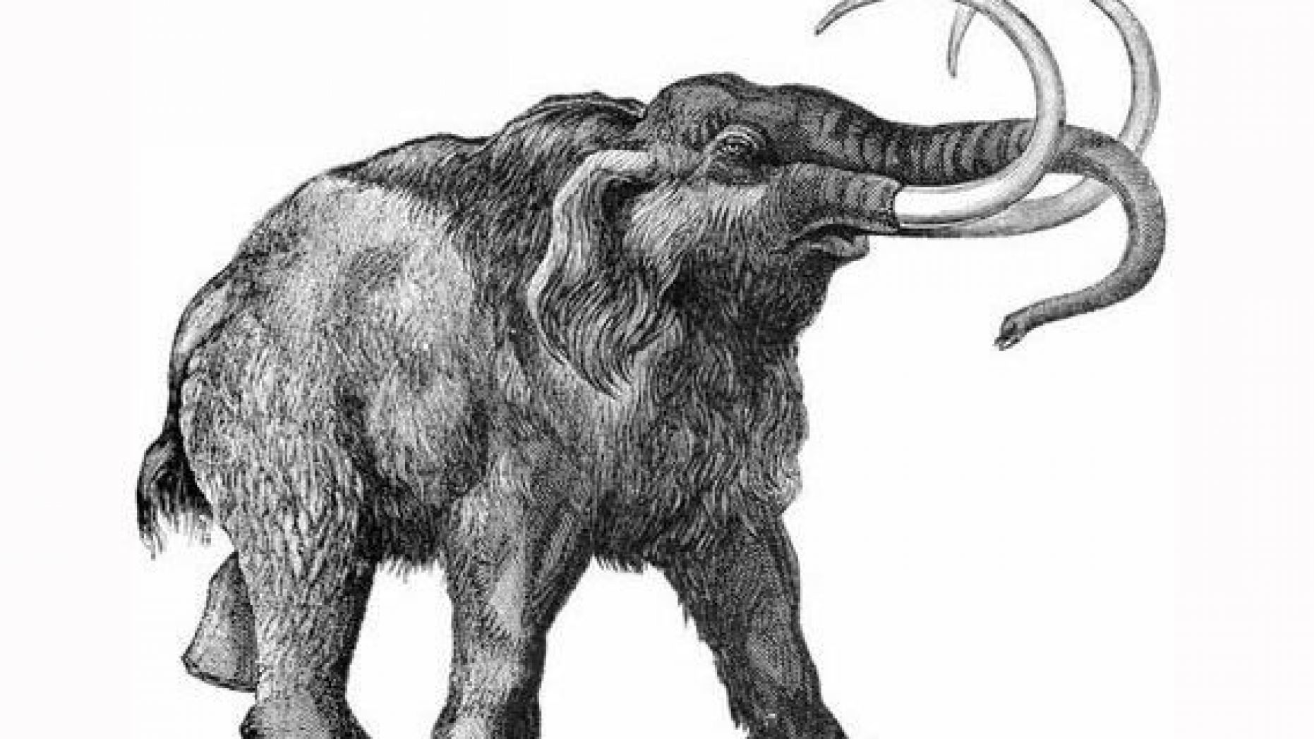 Woolly Mammoth Drawing at Explore collection of