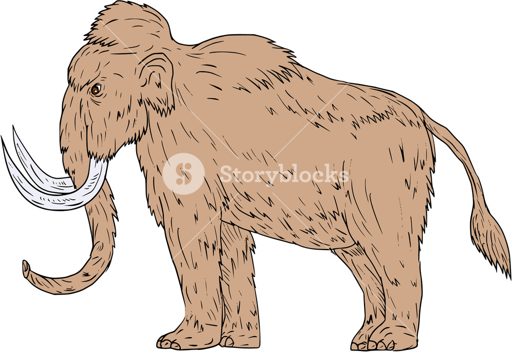 1000x687 Drawing Sketch Style Illustration Of A Woolly Mammoth, Mammuthus - Wooly Mammoth Drawing