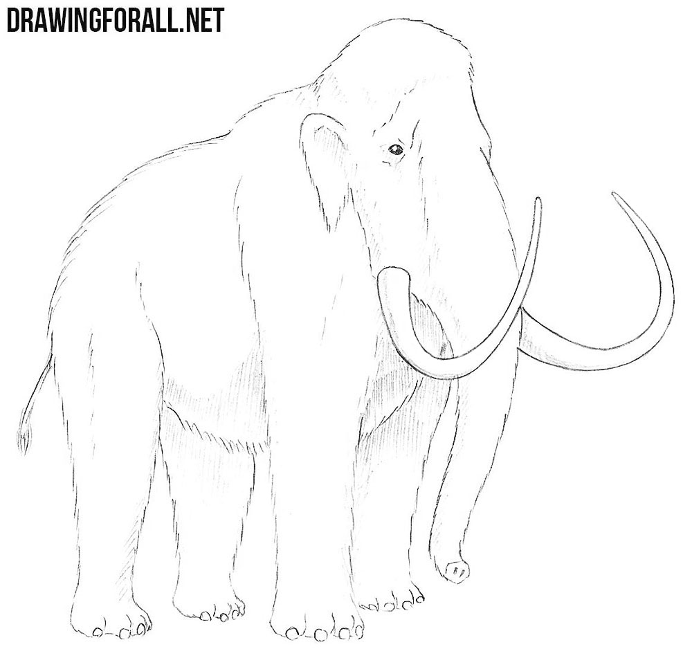 1000x951 Huge Collection Of 'mammoth Drawing' Download More Than Images - Wooly Mammoth Drawing