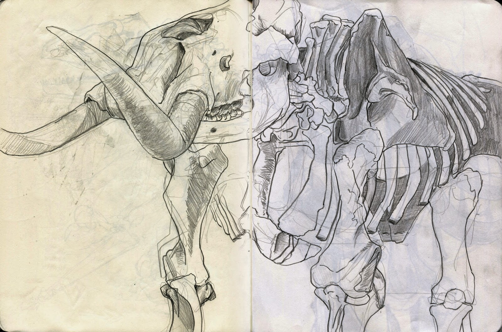 1600x1058 The American Museum Of Natural History Drawing Studies - Wooly Mammoth Drawing