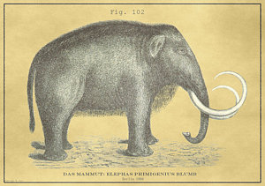 300x211 Woolly Mammoth Drawings Fine Art America - Wooly Mammoth Drawing
