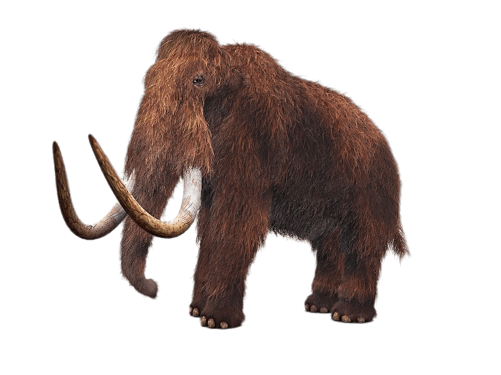 1024x768 Collection Of Free Mammoth Drawing Animal Download On Ui Ex - Wooly Mammoth Drawing