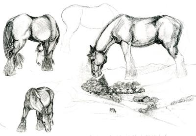 400x277 paintings and field drawings, new zealand and scotland - Workhorse Drawing