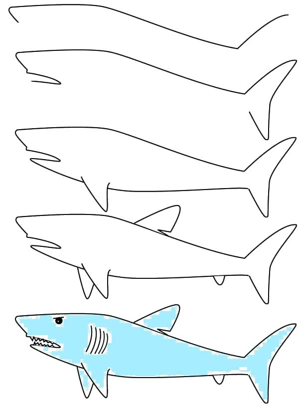 606x826 shark drawing for kids bull shark nature drawings pictures - Workout Drawings