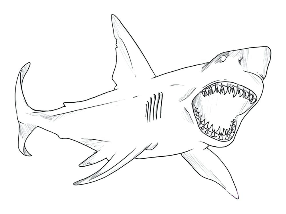 1000x750 shark drawing for kids shark drawing logo fish home workout no - Workout Drawings