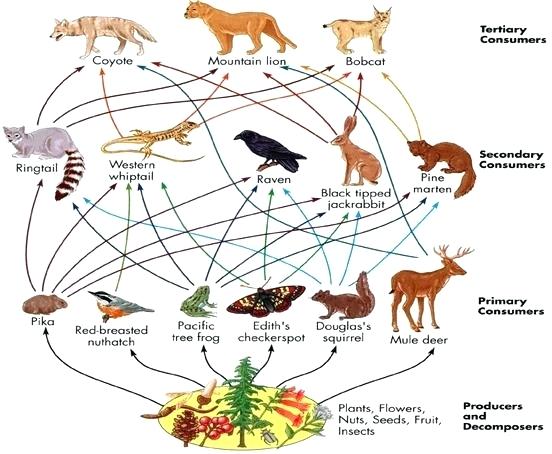 552x454 tundra biome animals drawings tundra animals drawing home workout - Workout Drawings
