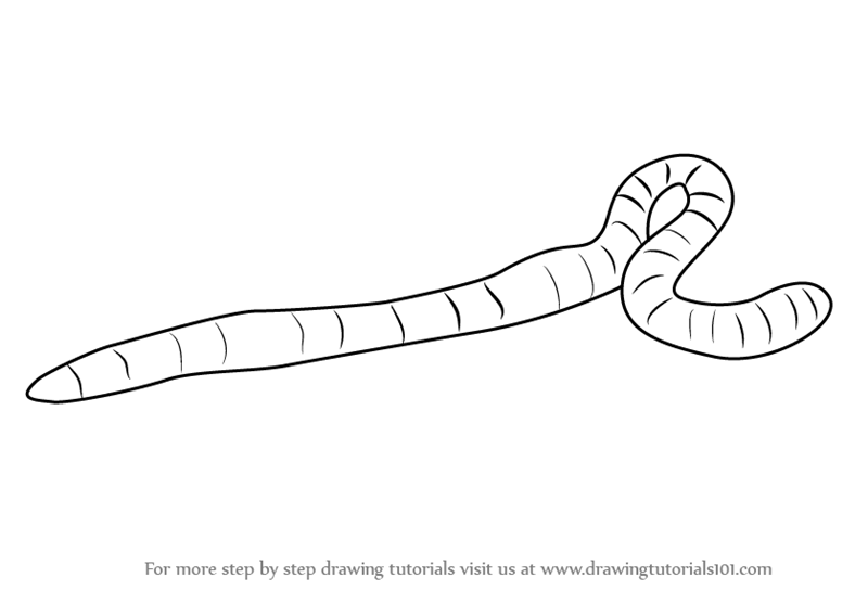 800x568 learn how to draw an earthworm - Worm Cartoon Drawing