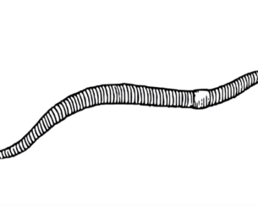 370x297 worm drawing archives - Worm Drawing