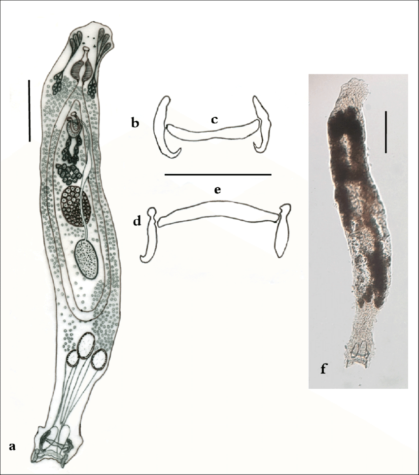 850x964 a d, drawing of metaaliotrema sp with camera lucida, a whole worm - Worm Drawing