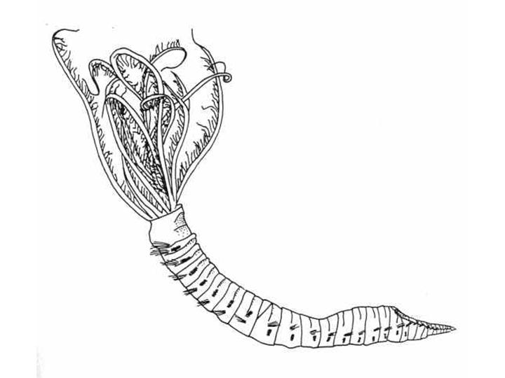 720x540 fan worm - Worm Drawing