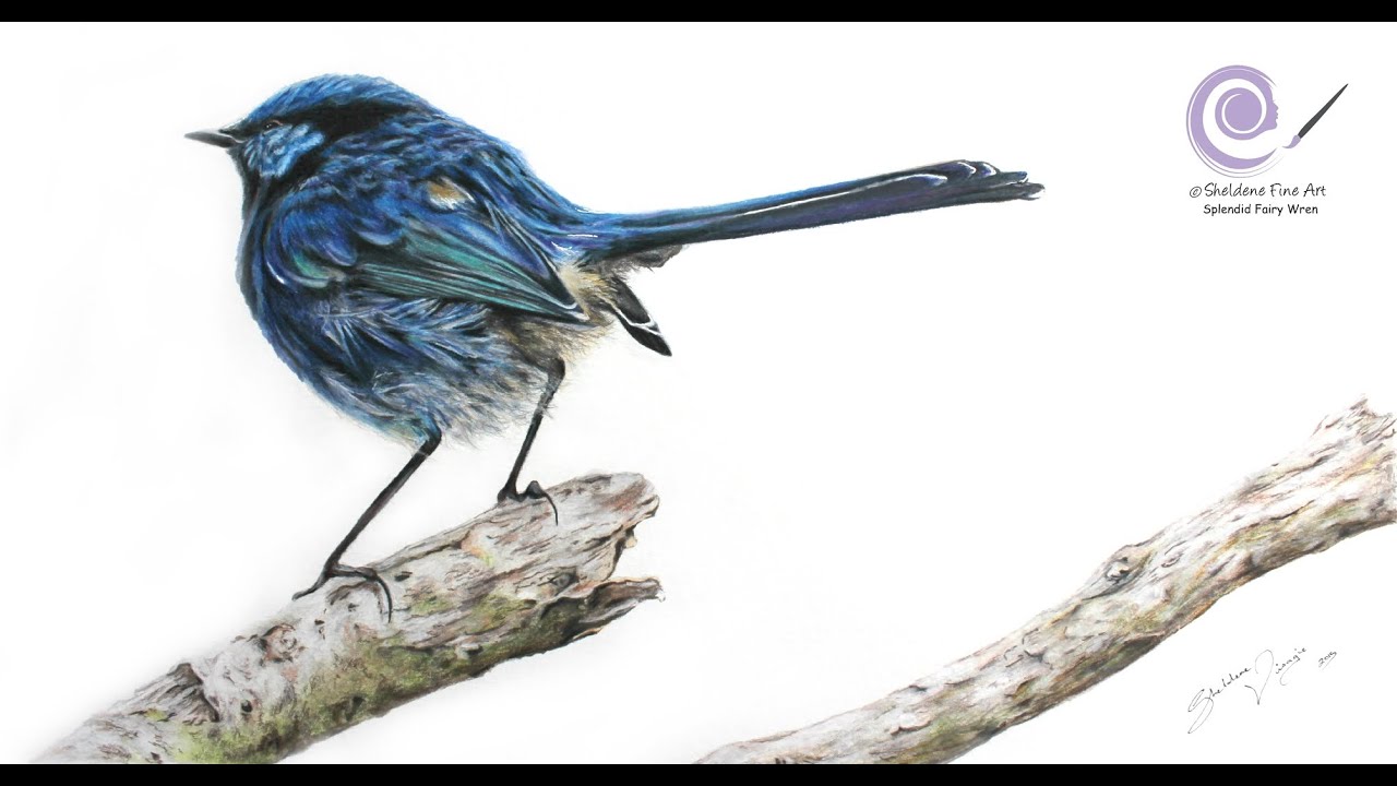 1280x720 drawing a splendid fairy wren - Wren Drawing