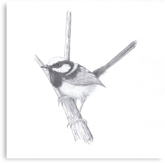 550x545 fairy wren blue wren metal print - Wren Drawing