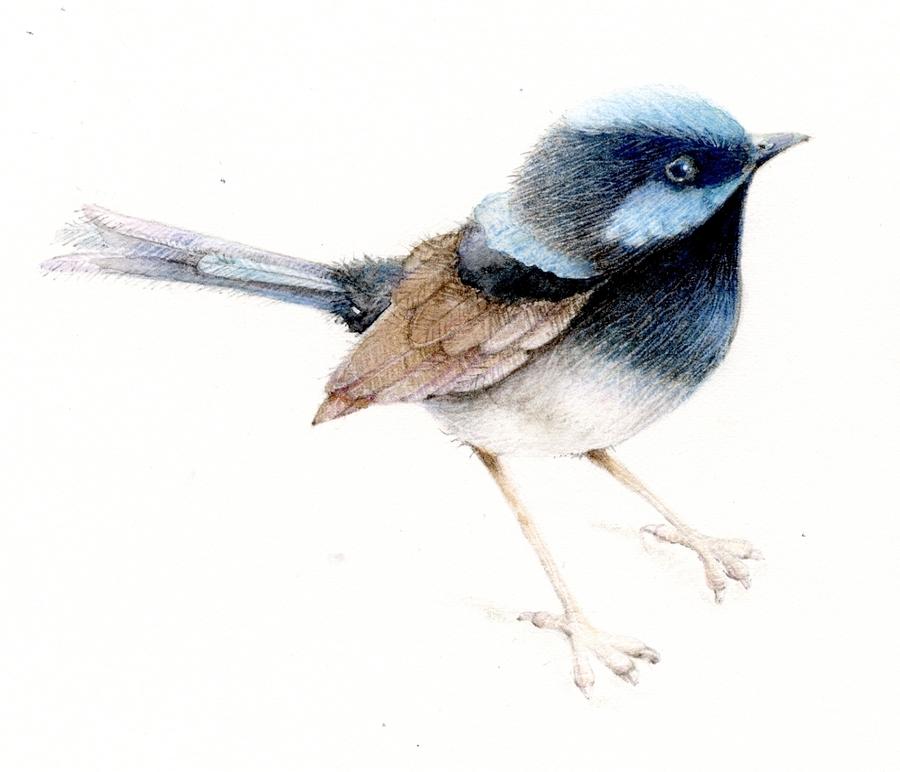 900x772 fairy wren drawing - Wren Drawing