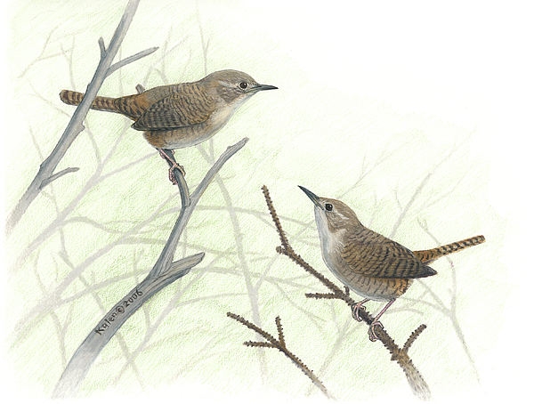 600x454 house wrens drawing - Wren Drawing
