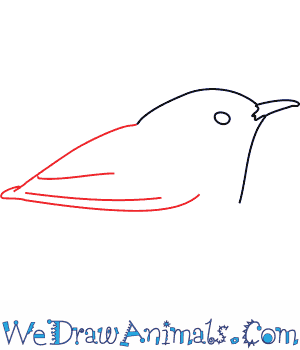 300x350 how to draw a wren - Wren Drawing