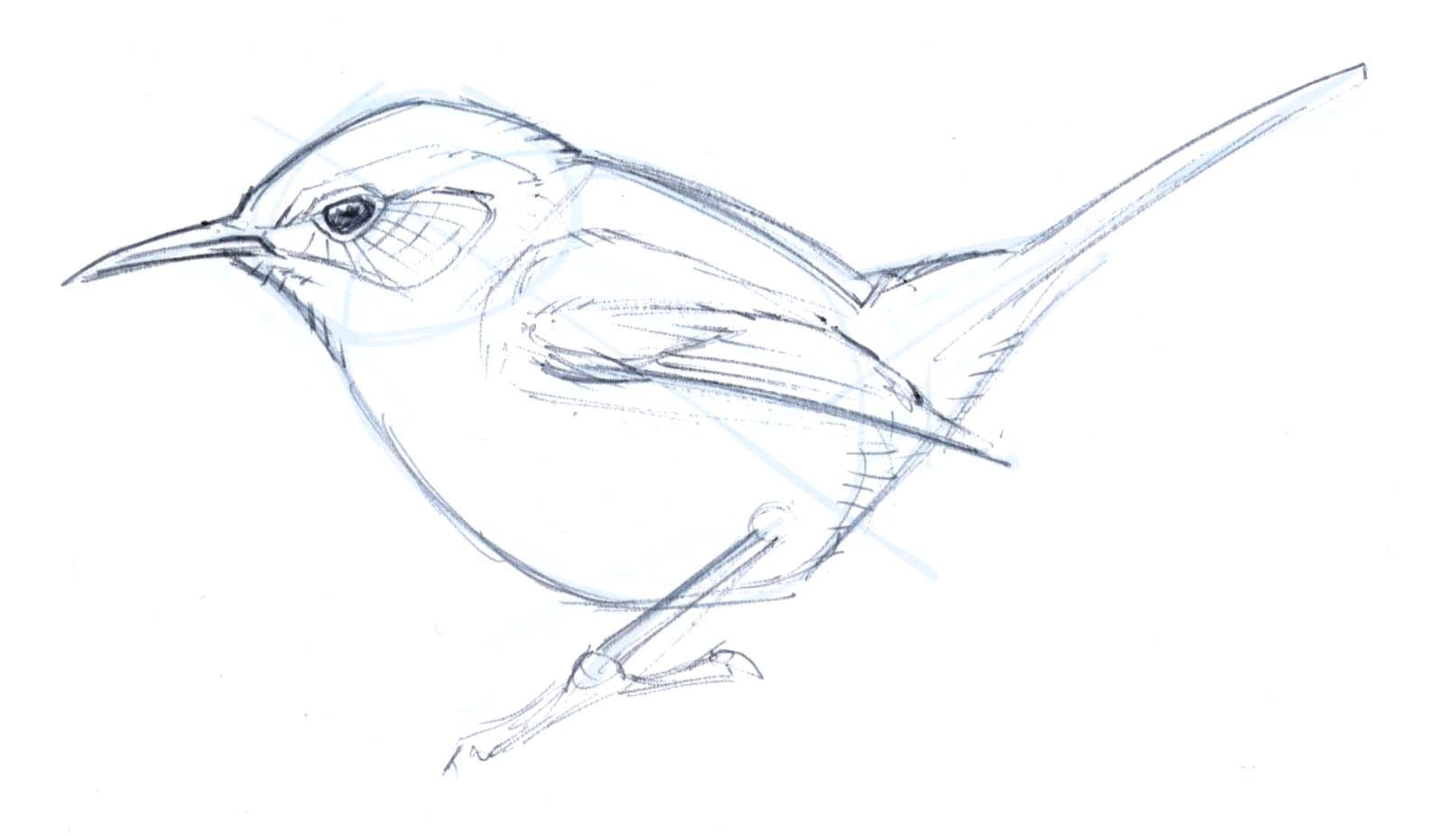 Птичка рисунок карандашом на тонких ножках