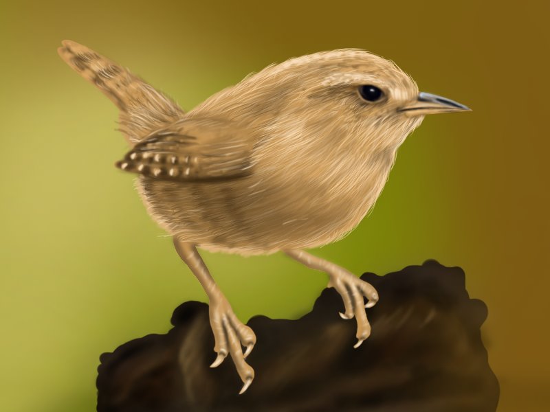 800x600 learn how to draw a wren - Wren Drawing