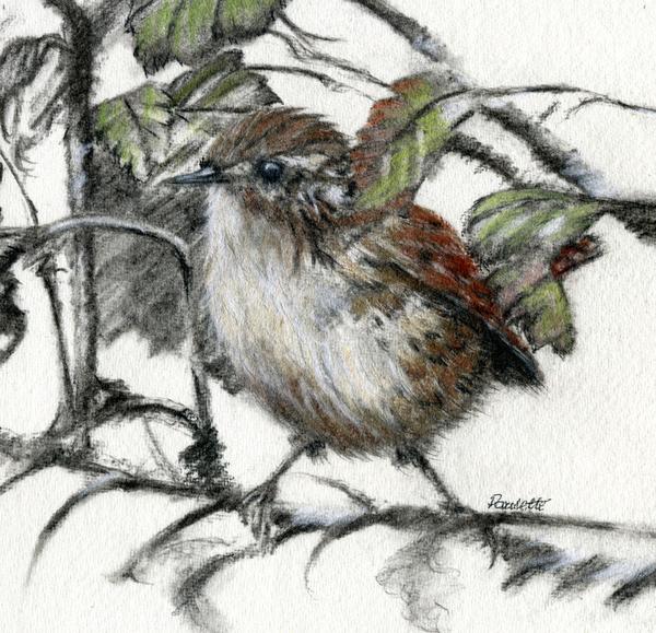 600x579 maggie bird art charcoal and pastel paulette farrell - Wren Drawing