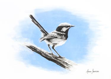 375x268 superb blue wren drawing - Wren Drawing