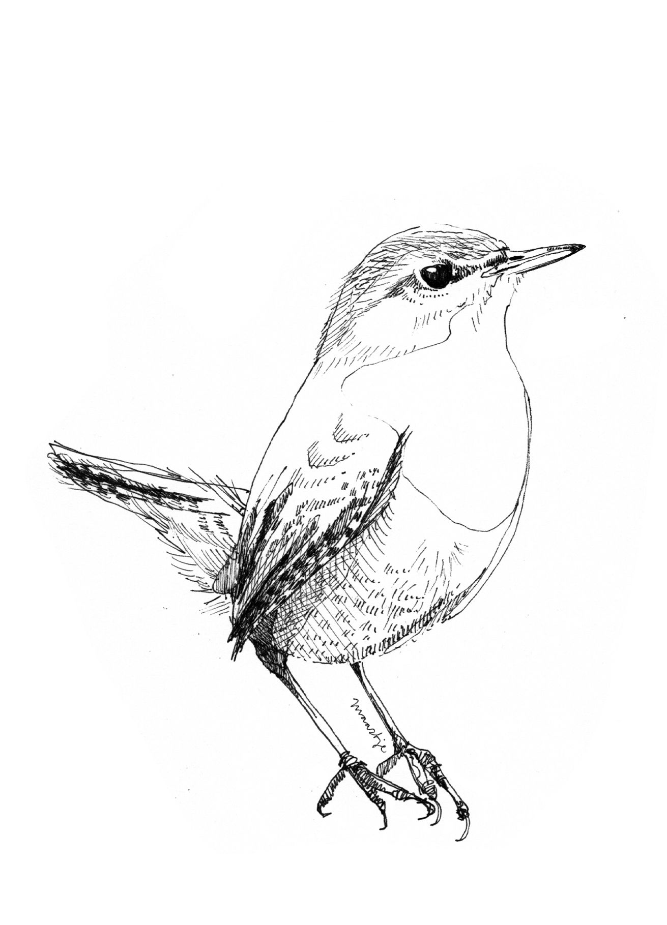 Wren Drawing at Explore collection of Wren Drawing